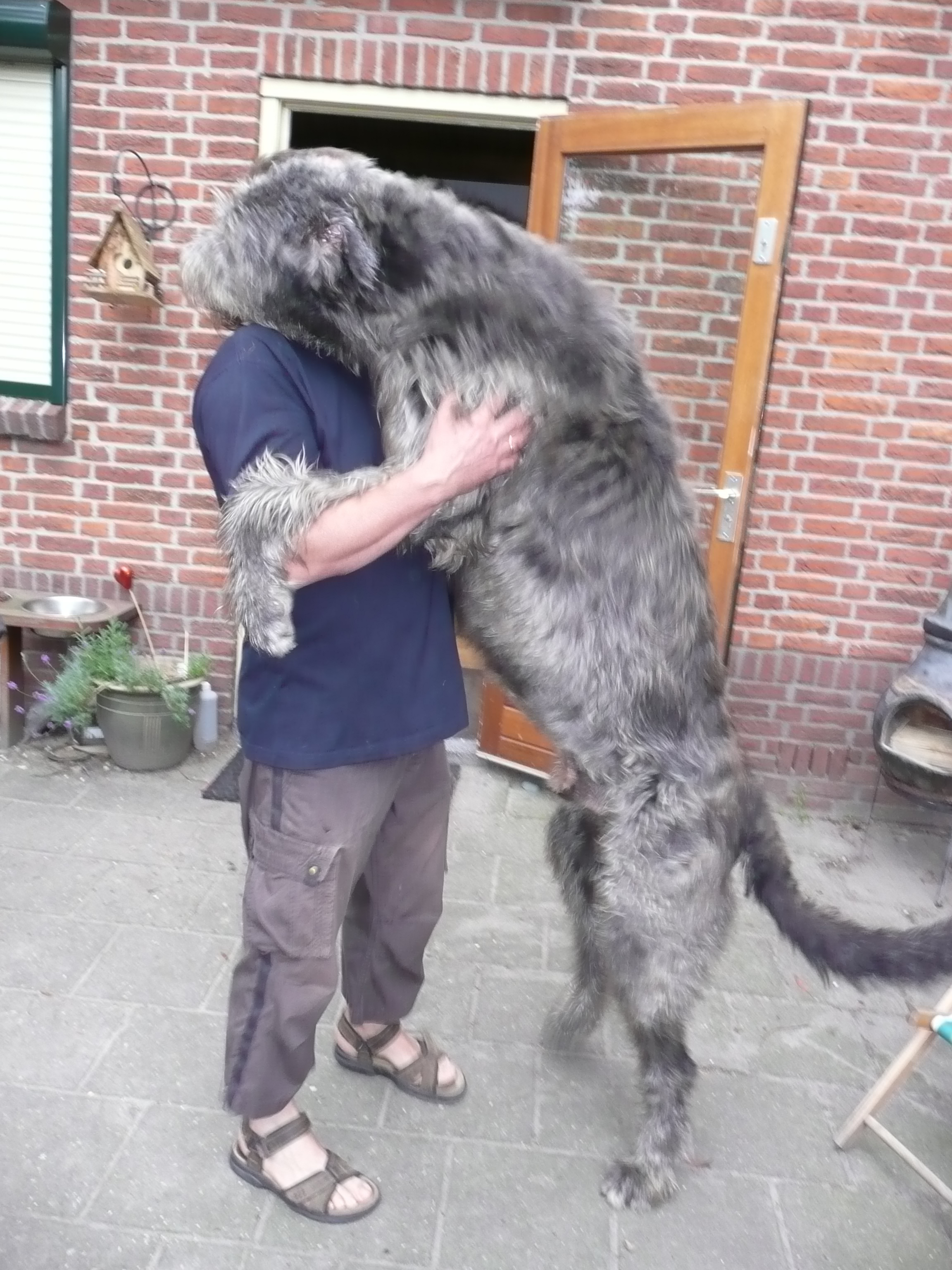 Big guy
