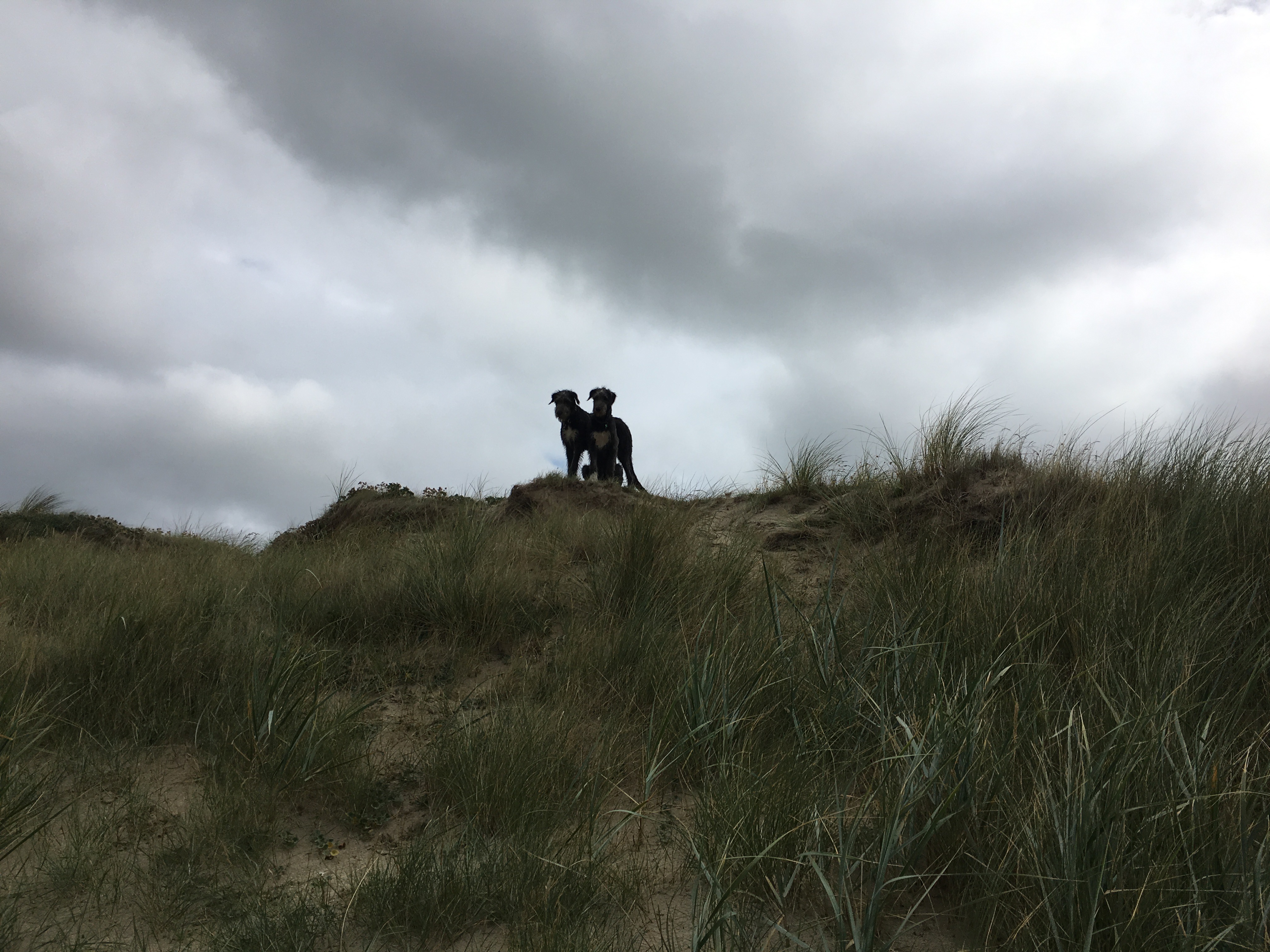 Lilly en Zelda in de duinen