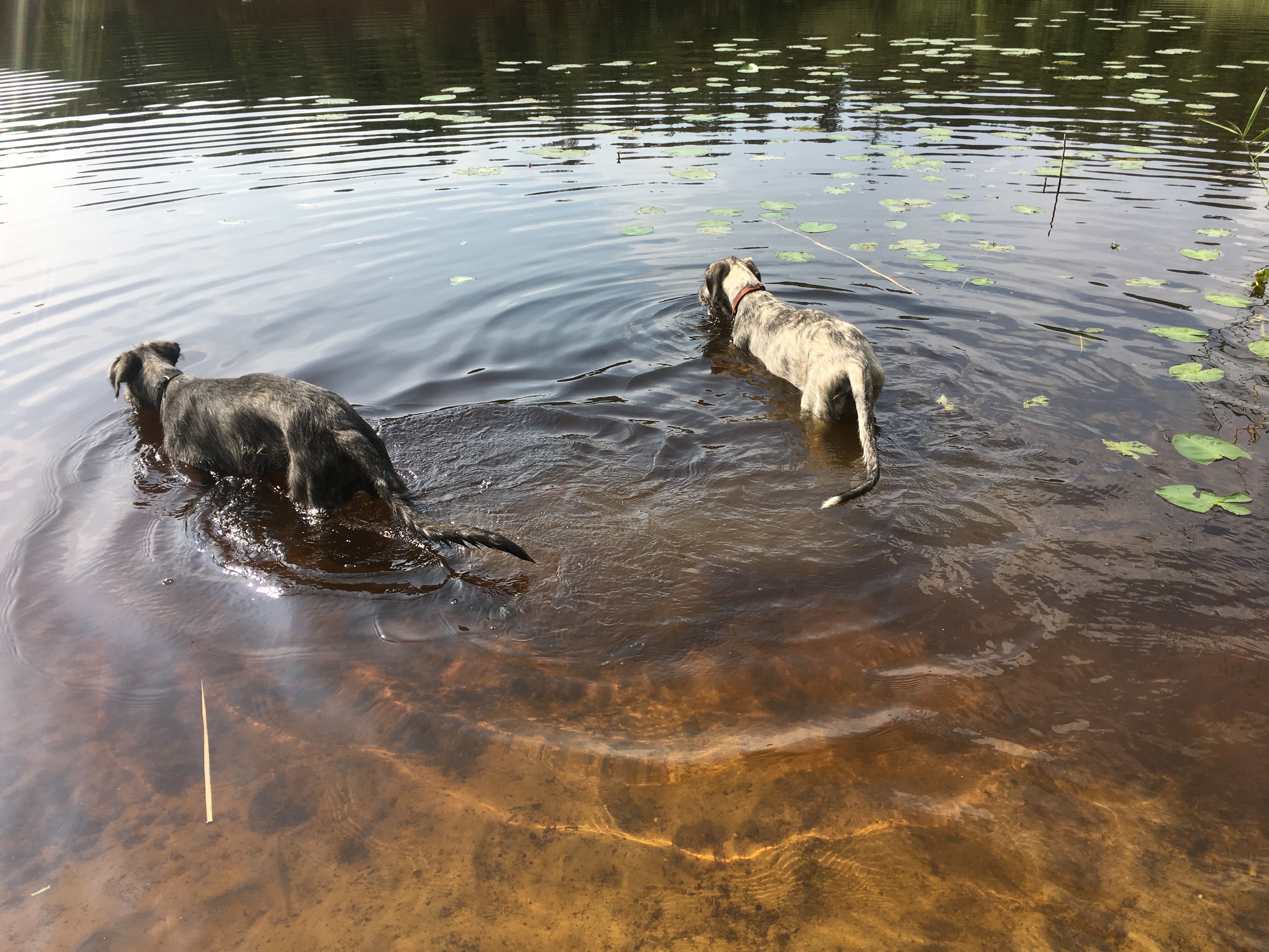 Robin en Odin in het water