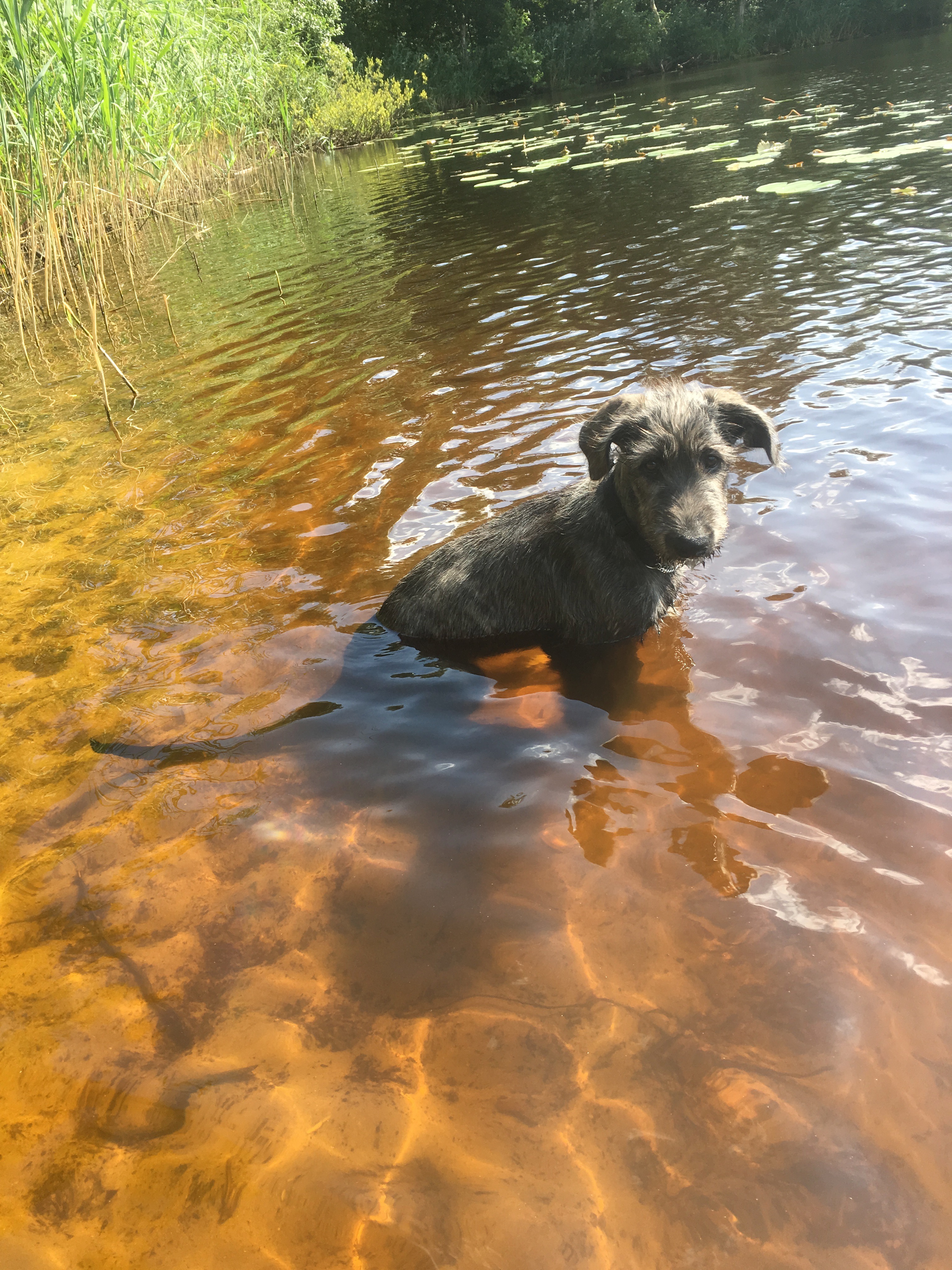 Robin zittend in het water
