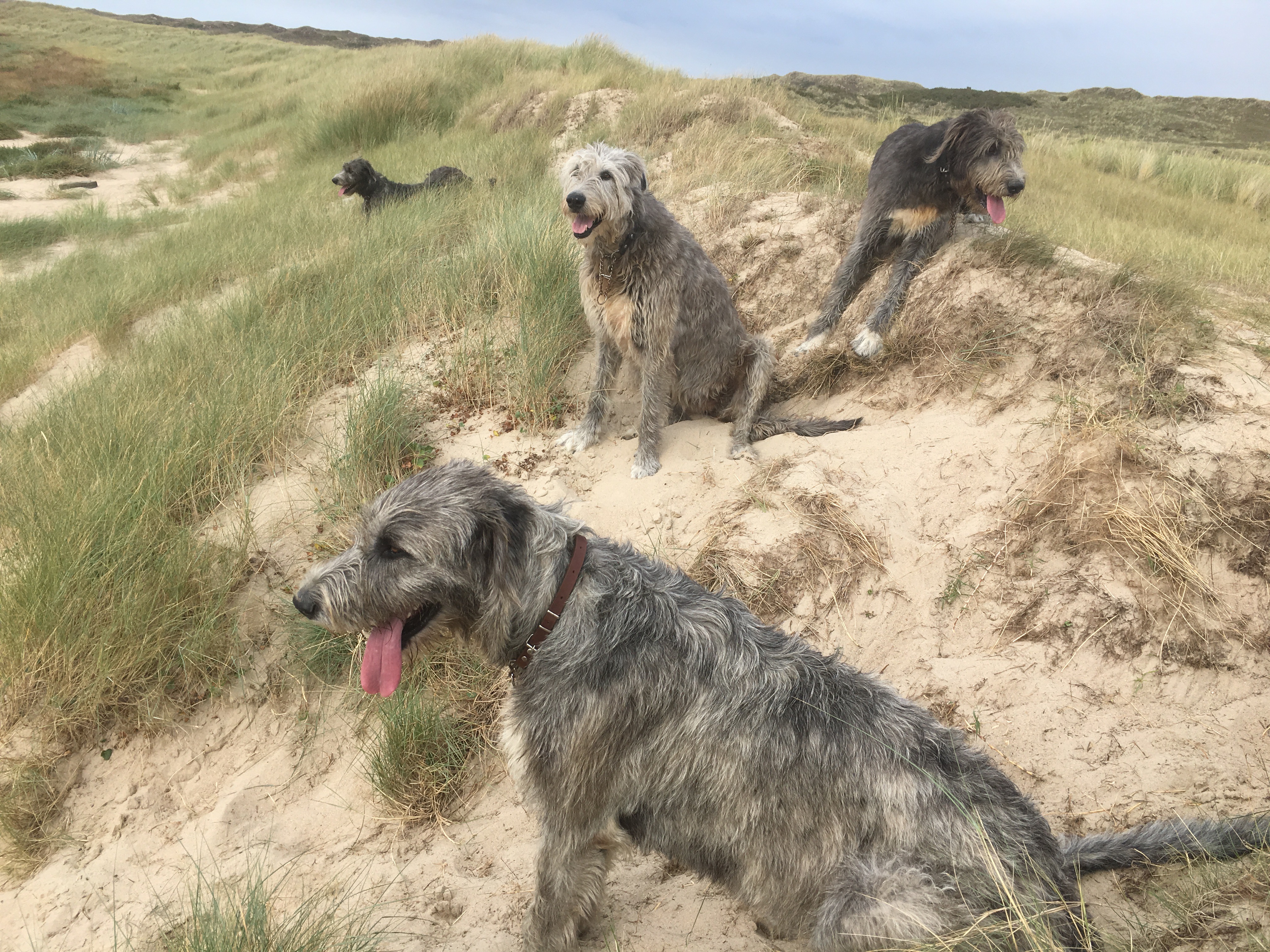 Vier op het strand
