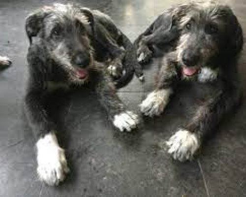 Lilly (2017 - 2018) en Zelda (2017 - 2023)